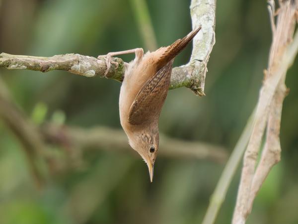 Zuidelijke winterkoning (Troglodytes musculus)
